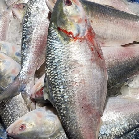 ৫ পিস (৫ কেজি)​