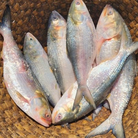 ৬ পিছে মাছে ৮ কেজি