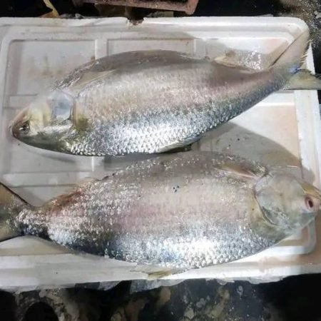 ২ পিছে মাছে ৫ কেজি