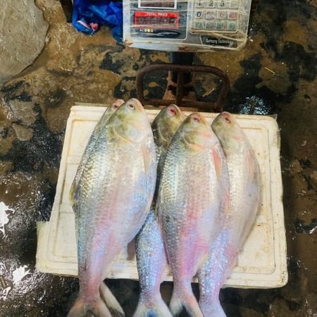 ৫ পিস (১০ কেজি)