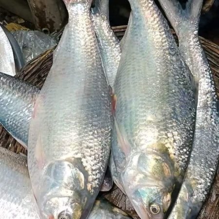 ৬ পিস মাছে ৫ কেজি