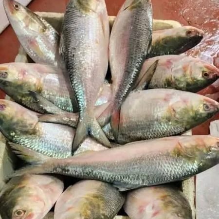 ১০ পিস (৫ কেজি)