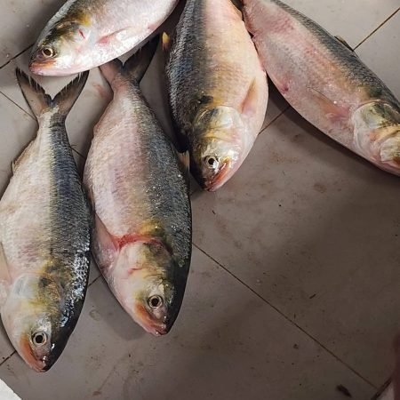 ৫ পিস মাছে ৫ কেজি