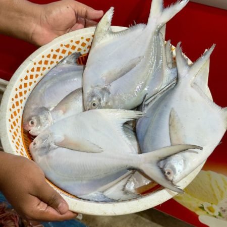 রূপচাঁদা